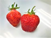 農園でとれたイチゴ